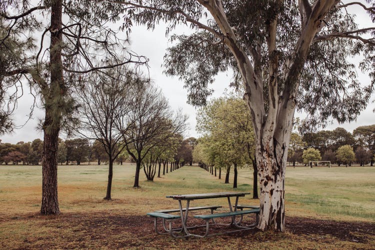 Rows of trees on the sporting field